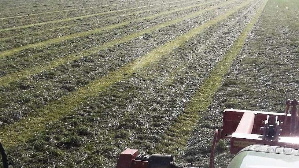 6 november wordt snede nummer 6 gemaaid, zodat het gras mooi kort de winter in gaat.