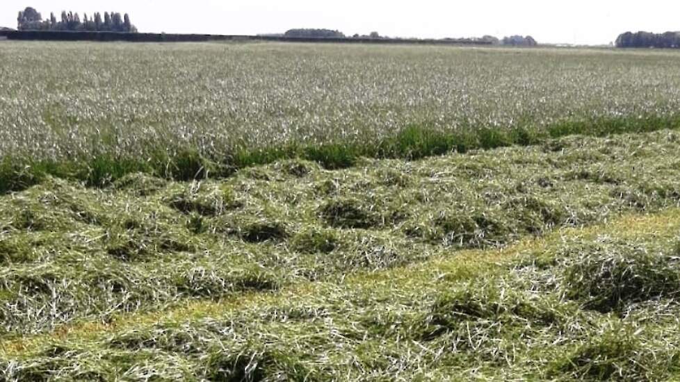 Ondanks de droogte maaide Ruben op 26 mei alweer een mooie 2e snede gras.