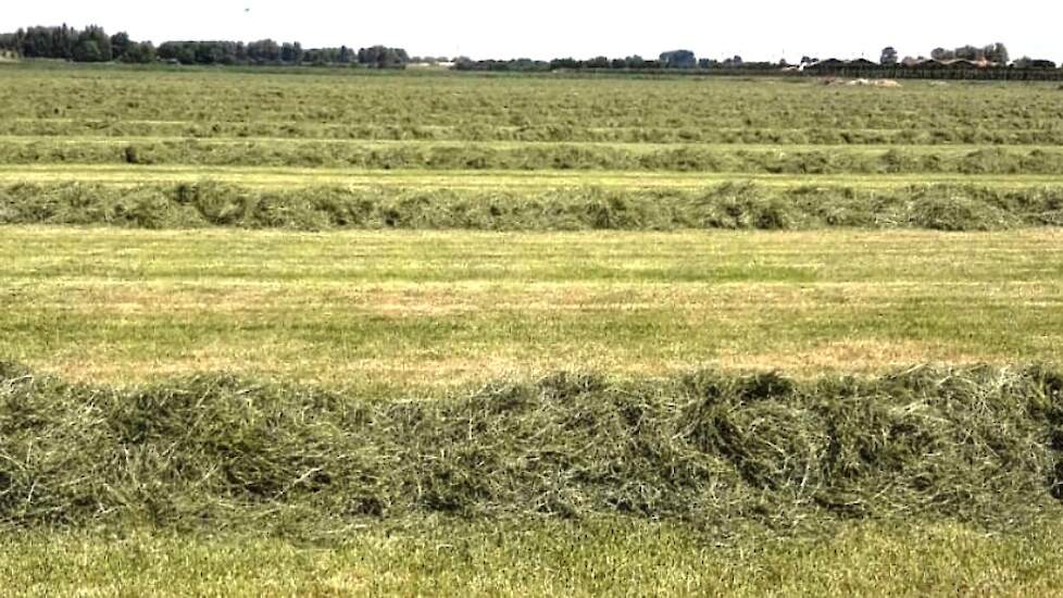 Een dag later in de rug, zodat het gras niet te droog werd.