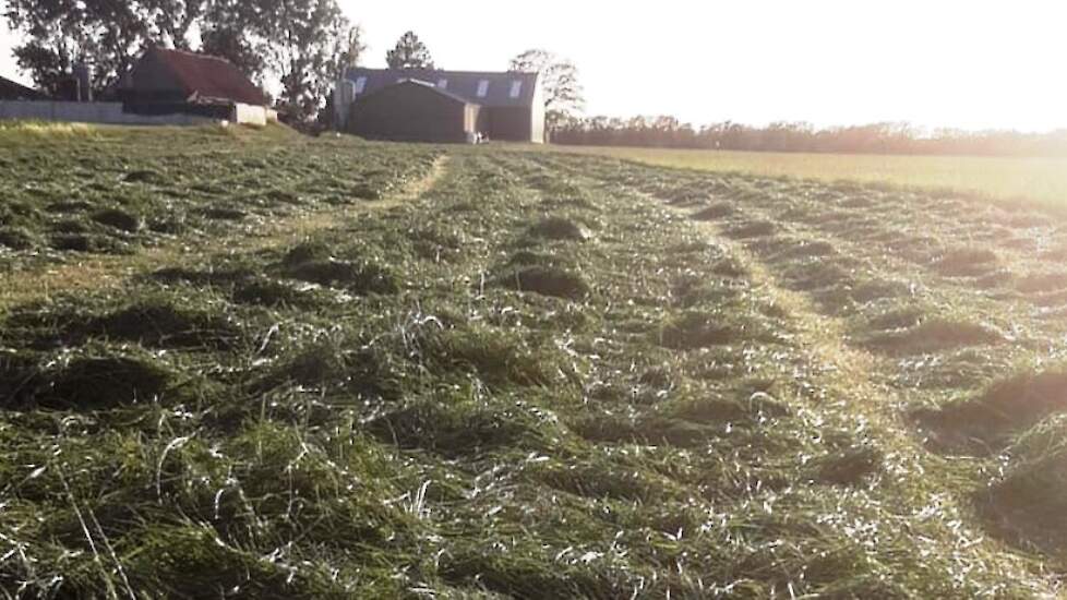 Op 23 juni werd een forse 3e snede gemaaid. Ruben streeft naar elke 4 weken maaien om verhouting van het gras te voorkomen.