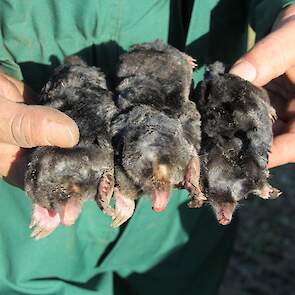 De mollen variëren in grootte. Ooievaars en roofvogels lusten alle maten volgens Plant.