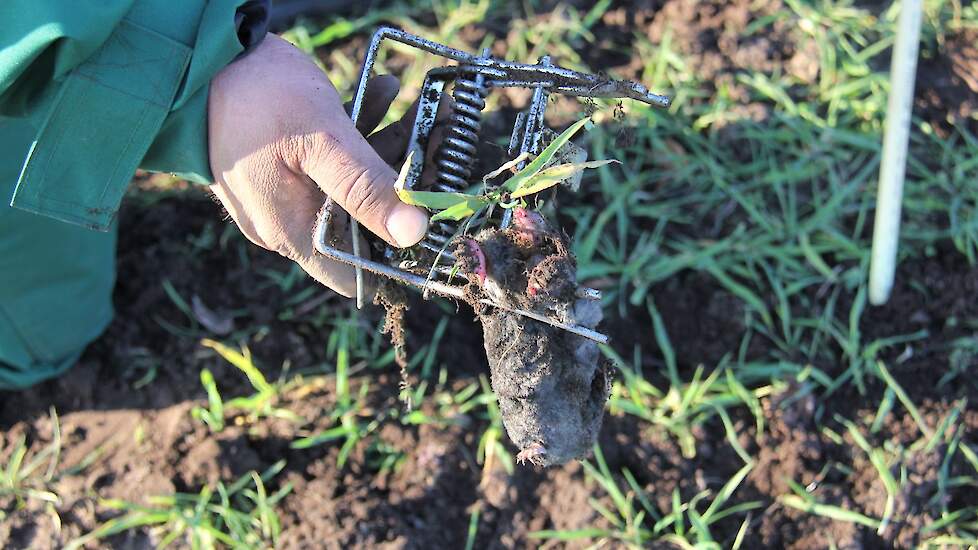 In ongeveer de helft van de klemmen die Plant zet, treft hij een dode mol. In de tekst de uitleg.