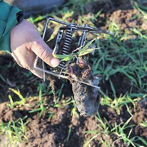 In ongeveer de helft van de klemmen die Plant zet, treft hij een dode mol. In de tekst de uitleg.