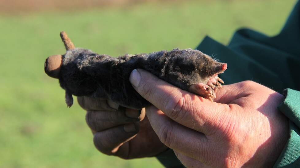 De staart van een mol werkt als antenne. Is de doorgang zo groot dat de staart geen grond raakt, dan is er iets niet pluis.