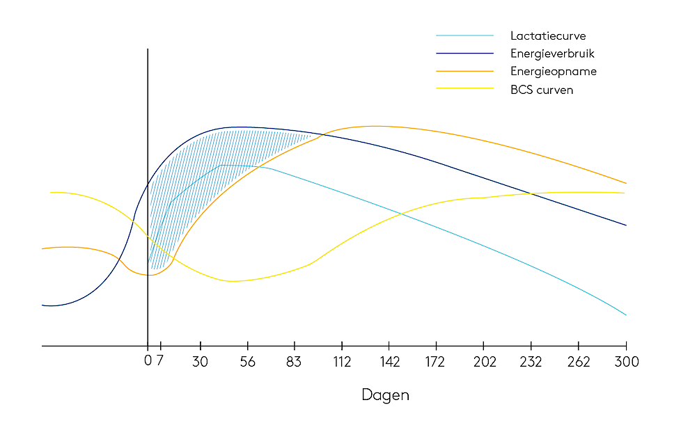 AHV BCS curve