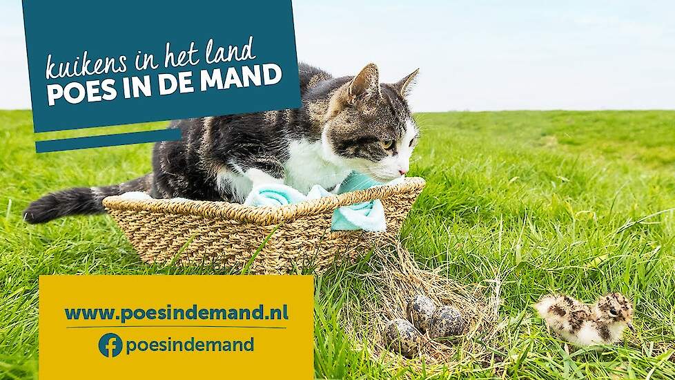 Kuikens in het land, poes in de mand!