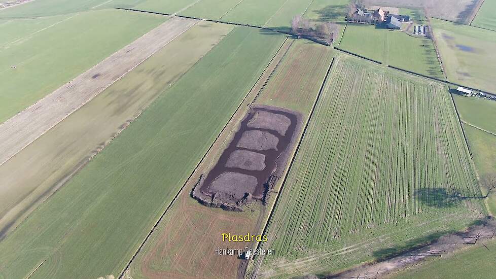 Veel grutto's in nieuw plasdras Hankamp in Geesteren