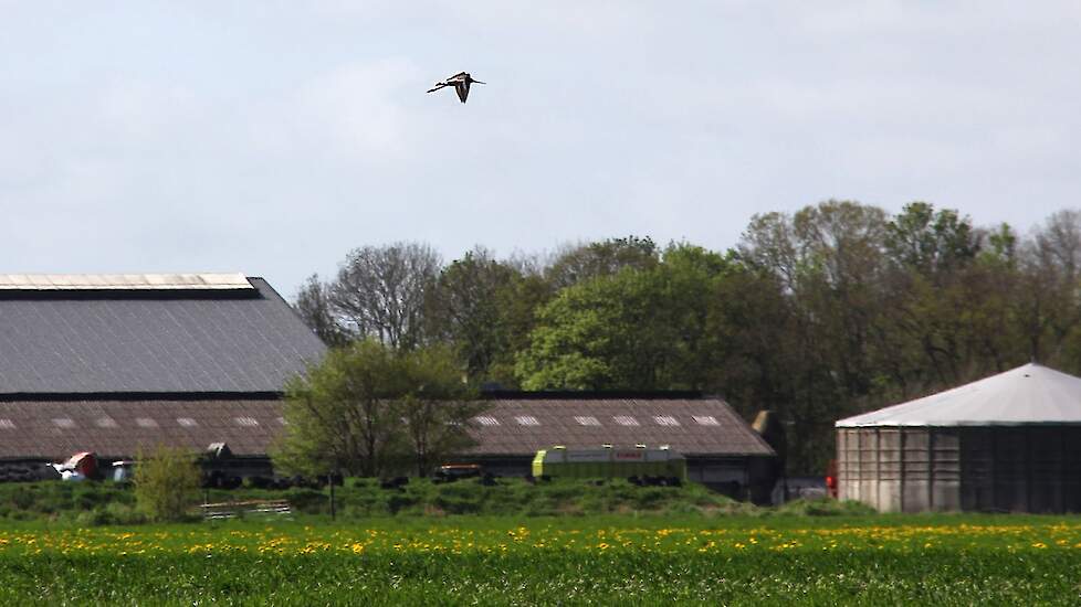 Vogels waarderen de 5 tot 6 hectare plasdras van de melkveehouder.