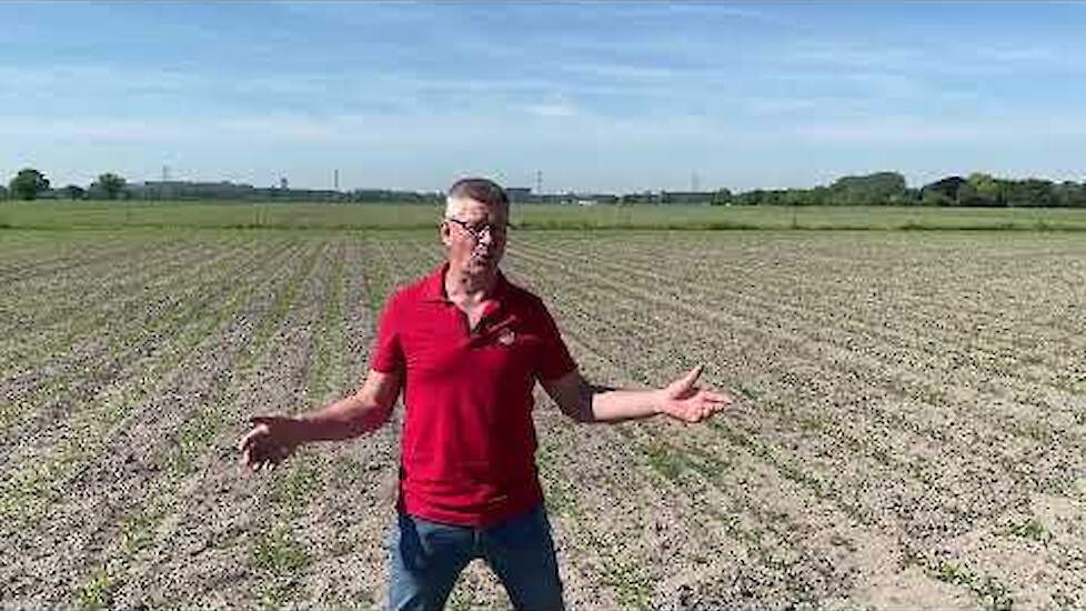 Mais-update 2 juni 2021: advies van ruwvoerspecialist Antoon Verhoeven | LG Seeds