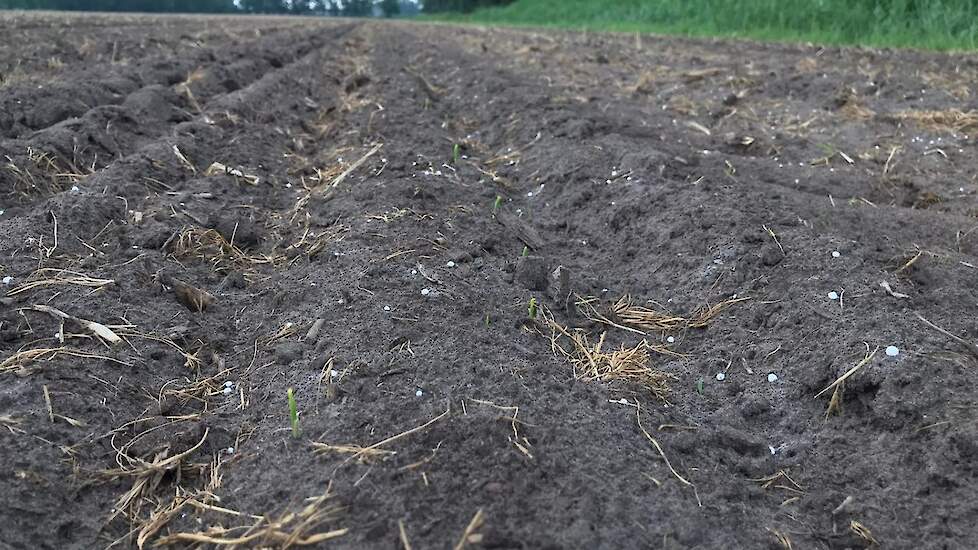 Het grootste deel van de twee demopercelen is gezaaid met het zeer vroege ras Maryjane met een FAO van 160. Op een natte plek is zelfs een ras gebruikt met een FAO van 120.