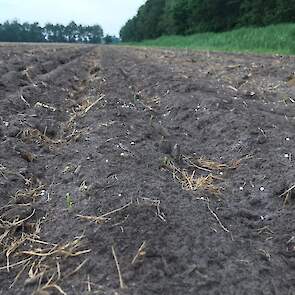 Het grootste deel van de twee demopercelen is gezaaid met het zeer vroege ras Maryjane met een FAO van 160. Op een natte plek is zelfs een ras gebruikt met een FAO van 120.