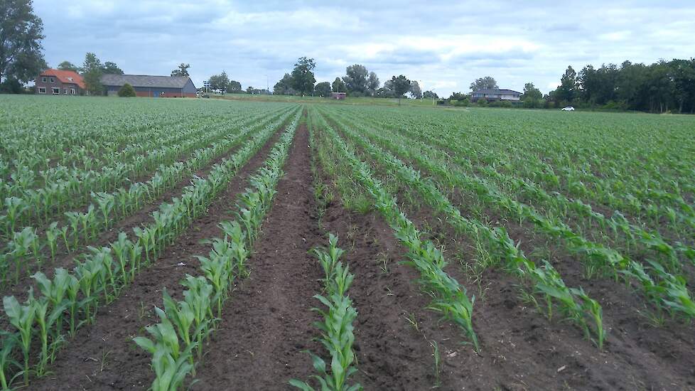 Een deel van de maïs is geschoffeld (links). Dit deel van het perceel staat er vooralsnog het beste bij. Het gewas kleurt ook veel groener dan de rest. Waarschijnlijk heeft de andere maïs een tik gekregen van het gewasbeschermingsmiddel. Ook de concurrent