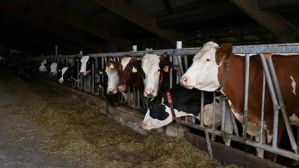 Eén groep krijgt natuurhooi, de start up groep krijgt een gemengd rantsoen van droogstands premix, gehamerd stro en graskuil.