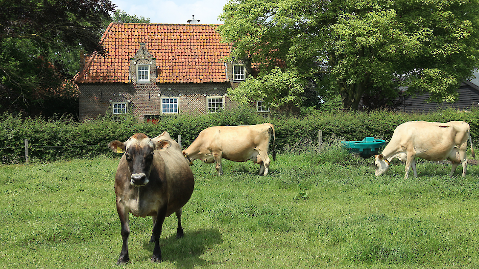 Enkele Jerseys voor de karakteristieke boerderij