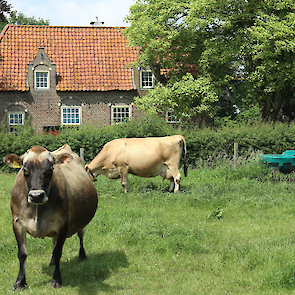 Enkele Jerseys voor de karakteristieke boerderij