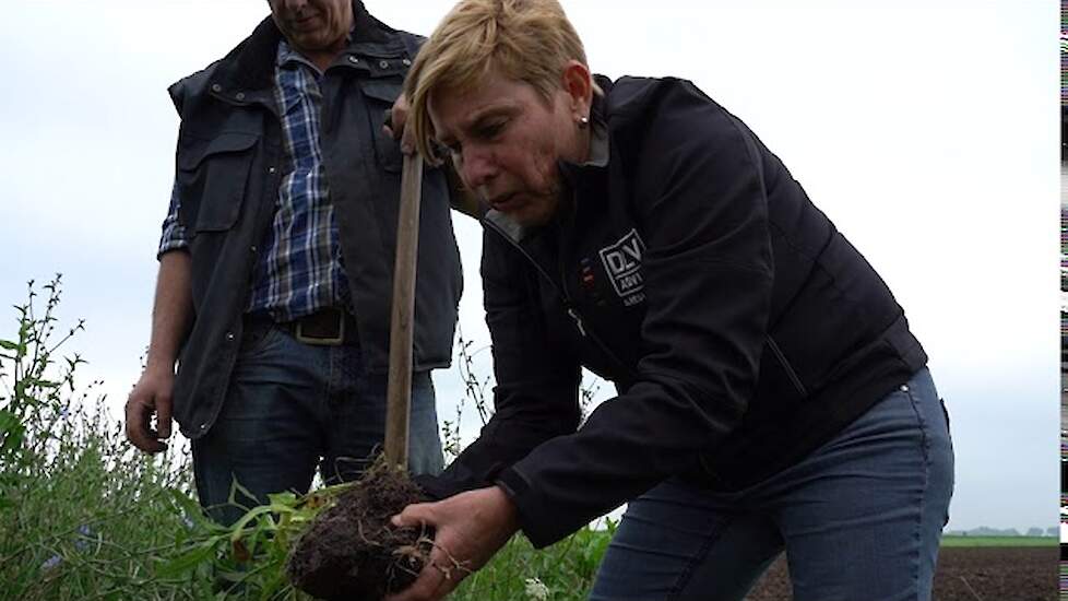 Kruiden voor een weerbare bodem en gezonde koeien