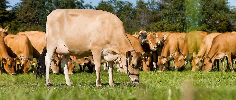 Efficiëntie van de Viking Jersey is ten opzichte van de zuivere Holstein dieren 30% beter