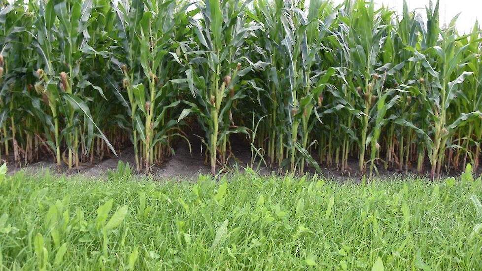 De rijen die gezaaid zijn met de DeltaRow-machine van Lemken zijn op het oog vergelijkbaar met de traditioneel gezaaide maïs. Ondanks dat de maïs vrij laat is gezaaid, heeft het gewas een prima start gehad. Maar schijn kan bedriegen. Pas als de maïs is ge