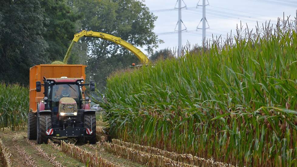 Dinsdagochtend was dit perceel van Jan Wentink in Wehl als eerste aan de beurt. Hij heeft de 2,5 hectare maïs verkocht aan melkveehouder Gerard Spaan uit dezelfde plaats.