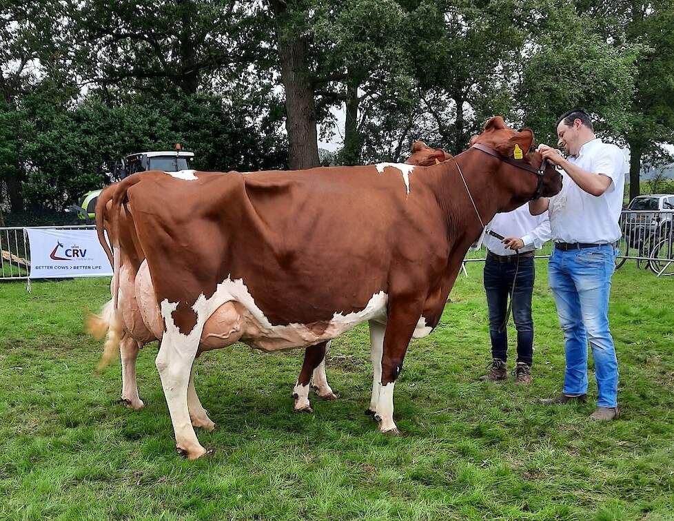 De zeer complete Paula 474 van de familie Laarhuis werd seniorenkampioene in Markelo.