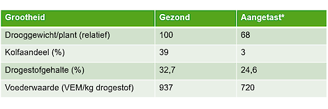 Onderzoek naar de gevolgen van een builenbrandaantasting in maïs.