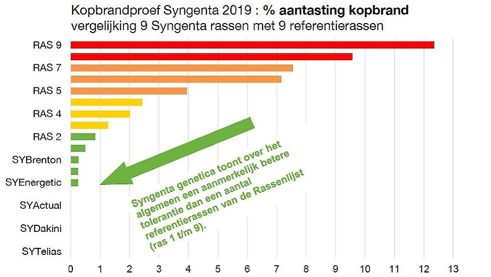 Deze grafiek laat het % aantasting met kopbrand (haedsmut) zien van 9 Syngenta-rassen en 9 referentierassen.