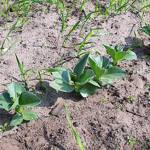 Wat nog niet klaar is voor de oogst is de mengteelt van veldbonen en tarwe. De plantjes staan mooi boven op de grond maar moeten nog wel een tijdje groeien voordat ze geoogst kunnen worden.