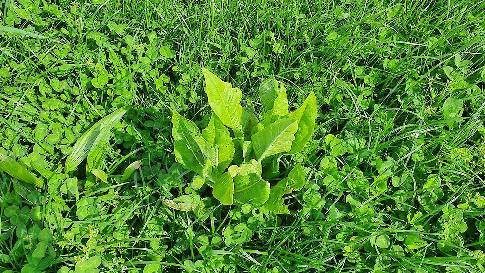 De smalle weegbree was goed vertegenwoordigd op het perceel. Dat kan komen doordat deze plant beter resistent is tegen droogte door de diepwortelende penwortel. Dat komt van pas op de relatief droge zandgrond in Kootwijkerbroek.