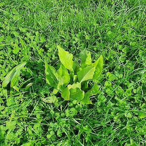 De smalle weegbree was goed vertegenwoordigd op het perceel. Dat kan komen doordat deze plant beter resistent is tegen droogte door de diepwortelende penwortel. Dat komt van pas op de relatief droge zandgrond in Kootwijkerbroek.