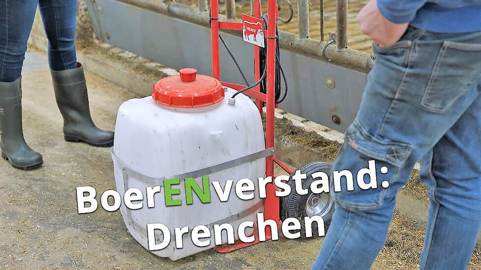 Slechte opstart koeien? Drenchen! - BoerENverstand