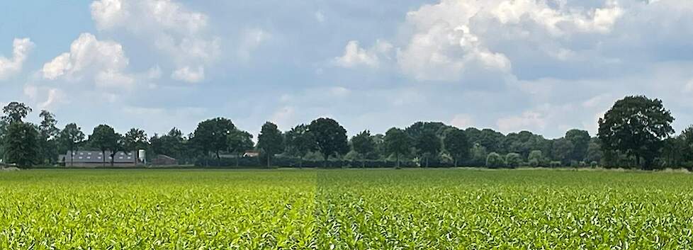 Op dit Syngenta maisproefveld is een duidelijk verschil waarneembaar tussen twee rassen