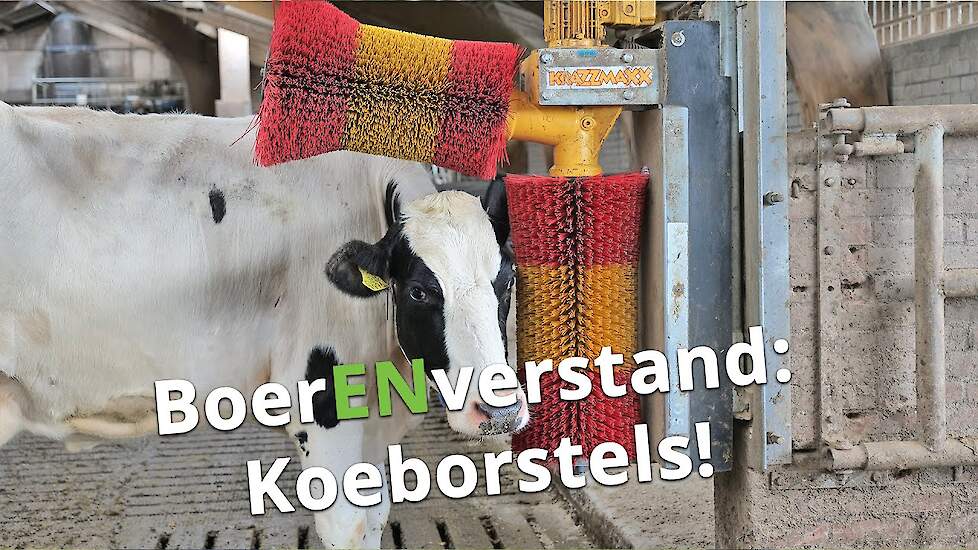 Dit is pas genieten voor de koe! - BoerENverstand