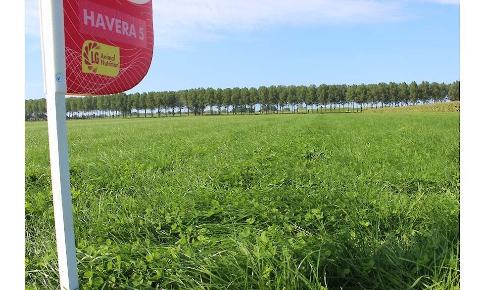 Gebruik goede grasrassen en stem het mengsel af op je gebruiksdoel