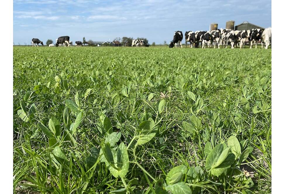 Een mooie stand van de gras-erwten op 4 mei 2022