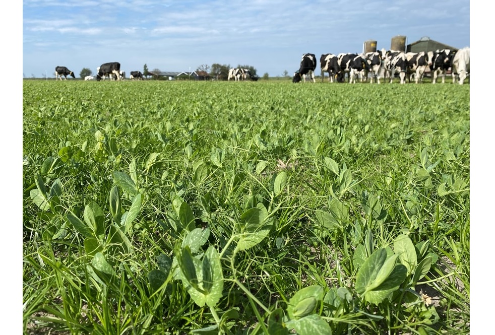 Limagrain › 'Simpele Teelt Met Hoge Opbrengst' | Melkvee.nl - Nieuws En ...