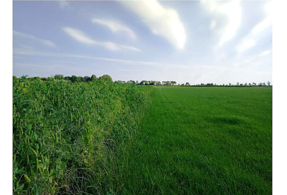 Een mooi vol gewas met flink wat erwten op 4 juli 2022. Op 9 juli is het perceel gemaaid en 2 dagen later gehakseld en ingekuild.