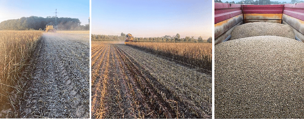 In Voorst (Gld.) werd een topopbrengst van 8,8 ton Tundra per hectare geoogst.