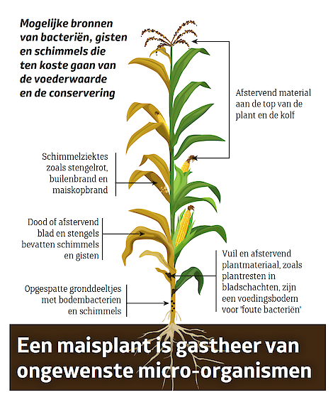 Een maisplant kan bacteriën en schimmels bevatten die zorgen voor verlies van voederwaarde