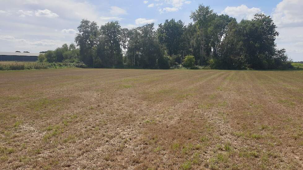 Door droogte en hitte kan het grasland verschroeien. Jong grasland kan vaak tegen een stootje omdat de wortels dieper zitten.