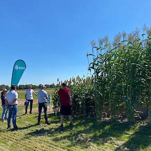 Sorghum- en maisteelt innovaties uitgelicht door Jos Deckers