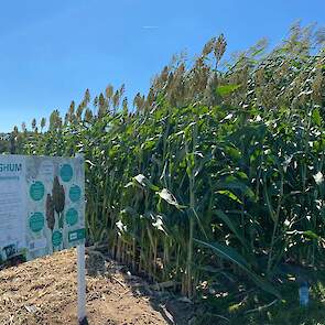 Sorghum is duidelijk beter bestand tegen hitte en droogte: de rassen stonden er prima bij op het demoveld