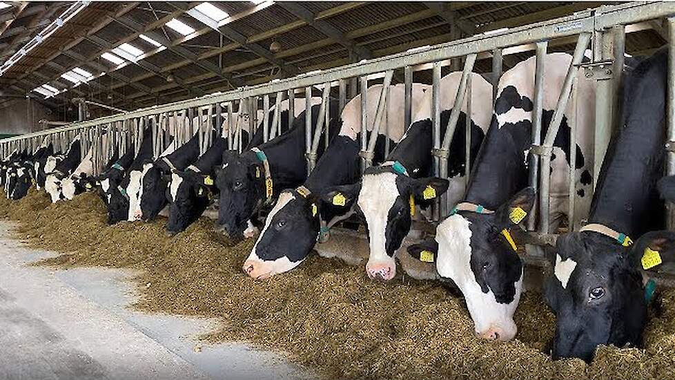 Verse voederbieten voeren: begin op tijd voor maximaal rendement