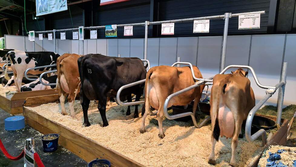 Koole & Liebregts laat al een aantal jaren in Hardenberg zien wat veehouders van het inkruisen met andere rassen kunnen verwachten. Dit jaar werden er twee zuivere Jerseys, een Montbeliarde uit een Scandinavisch roodbonte en een Scandinavisch roodbonte ui