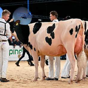 De jeugdige, grote, lange Lena 677, een King Doc-dochter van de familie Aalberts uit Zetten met een sterke ophangband in haar ondiepe uier, bezette de derde plek.