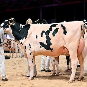 Hbc Devour Plegde van Schep Holsteins, Bergambacht, volgde op de tweede plaats. De grote, lange Devour-dochter had eveneens een beste uier, waarbij vooral haar brede achteruier opviel.