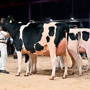 De grote, lange Het Uilenreef Charity 16 van Koevar Hendriks uit Koufurderrige volgde op de tweede plaats. Ze beschikte over een hele beste uier die de uierprijs kreeg in deze rubriek.