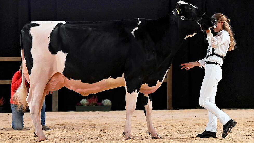 De grote, lange en diepe Topcross Janice 1 van Jacobi kwam op de tweede plaats. De best geuierde Charityman-dochter was kort geleden nog de algemeen kampioene op de veekeuring Fryslân.