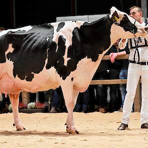 Ook de tweede seniorenrubriek bij de zwartbonten werd aangevoerd door een absolute kopkoe. Southland Dem Dellia 92 schitterde al als kopkoe in de winnende bedrijfsgroep van Southland Holsteins en maakte ook in haar rubriek indruk. De fraaie Dempsey-dochte