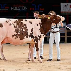 Drouner Mientje 1766 van de familie Albring uit Drouwenermond belandde op de tweede plek van de rubriek, nadat ze in eerste instantie op kop was gezet. De Triple Crown-dochter is een prachtige, evenredig gebouwde vaars met een hele mooie middenhand met di