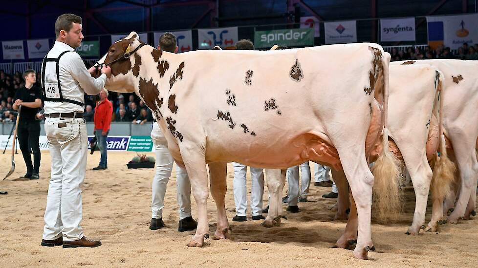 Steegink verscheen ook bij de roodbonten met een absolute topkoe in de ring in de tweede rubriek van de middenklasse. Lakeside Ups Ashtime pakte ondanks geduchte concurrentie resoluut de kop. De Jordy-dochter is groot en lang, heeft een mooie middenhand